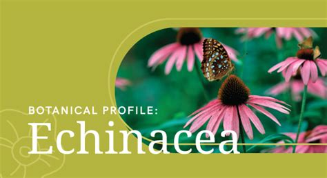  Echinacea ve Bitkisel Ürünlerde Yenilikçi Uygulamaları İnceliyoruz!