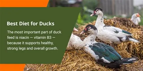 Can Chickens Eat Duck Feed? Exploring the Feasibility and Implications