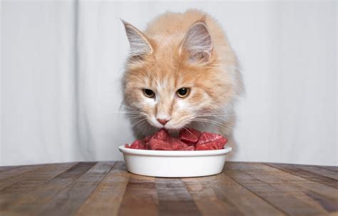 Can I Feed My Cat Raw Beef? And Why Do Cats Dream of Electric Mice?