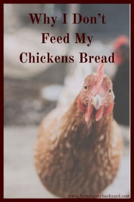 Can I Feed My Chickens Bread? And Why Do They Dream of Flying Pigs?