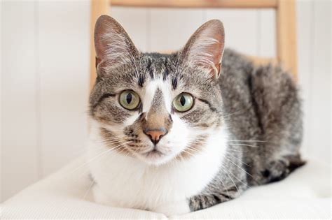 Can I Put Glass in Freezer? And Why Does My Cat Stare at the Refrigerator?