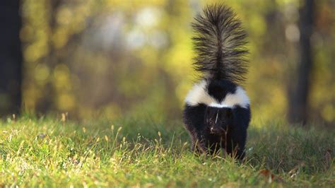 Do Male Skunks Spray: Unraveling the Mysteries of Skunk Behavior and Beyond