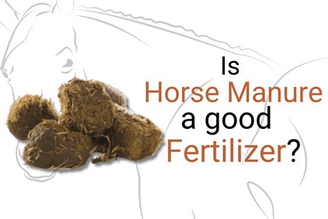 Does Horse Manure Make Good Fertilizer, and Can It Teach Us About the Circle of Life?