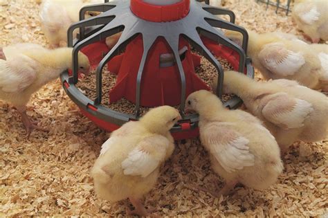 How Long Do Chicks Eat Starter Feed: A Journey Through Feathers and Feed