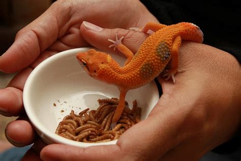 How Often Do You Feed a Leopard Gecko: Unraveling the Mysteries of Reptilian Diets and Beyond