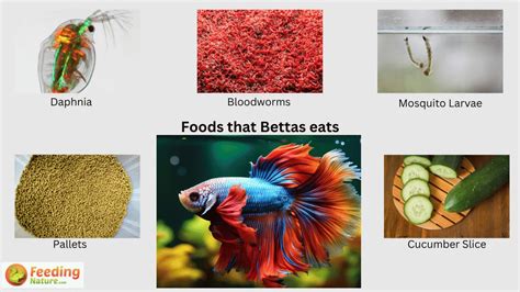 How Often Do You Feed Betta Fish: A Dive into the Mysteries of Aquatic Nutrition