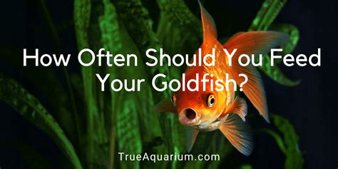 How Often Should You Feed Goldfish: A Symphony of Scales and Schedules