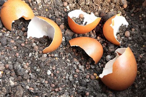 How to Use Egg Shells as Fertilizer: A Crack in the Soil's Armor