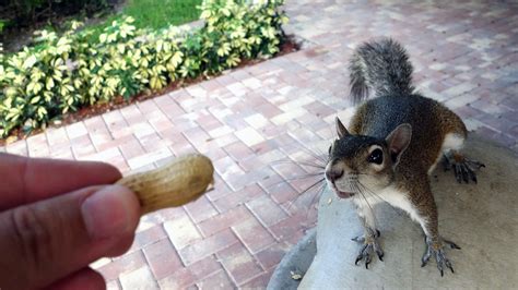 Should You Feed Squirrels? And Why Do They Always Look Like They're Plotting Something?