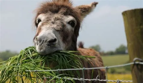 What Do You Feed a Donkey, and Why Do They Love Mondays?