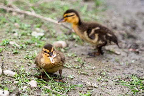 What Do You Feed Baby Ducks? And Why Do They Always Look So Curious?