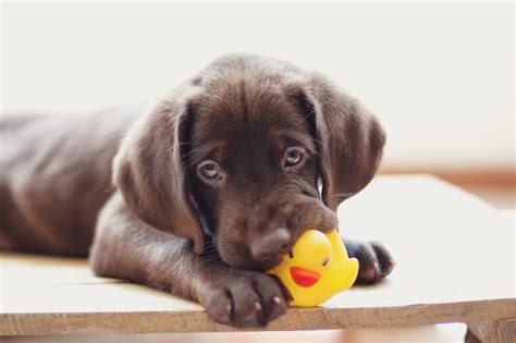 What to Do If Dog Eats Rubber Toy: And Why Your Couch Might Be Jealous