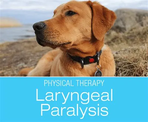 What to Feed a Dog with Laryngeal Paralysis: A Culinary Conundrum and the Art of Canine Cuisine