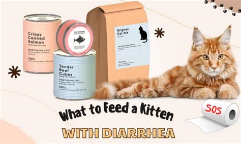 What to Feed a Kitten with Diarrhea: A Journey Through Culinary Chaos and Feline Physiology