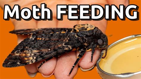 What to Feed a Moth: Exploring the Culinary Preferences of Nocturnal Insects