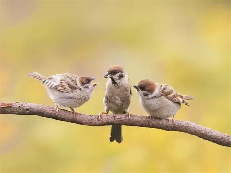 What to Feed Baby Sparrow: A Journey into Avian Nutrition and Beyond