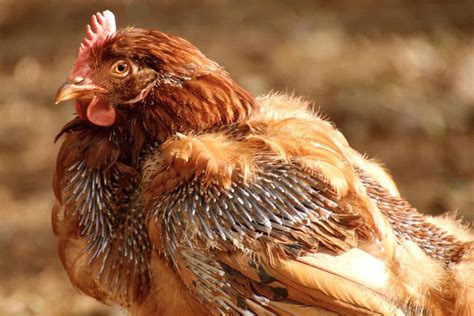 What to Feed Molting Chickens: A Feathery Dilemma and the Cosmic Dance of Nutrition