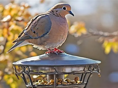 What to Feed Mourning Doves: Exploring the Unexpected Connection Between Bird Diets and Human Emotions